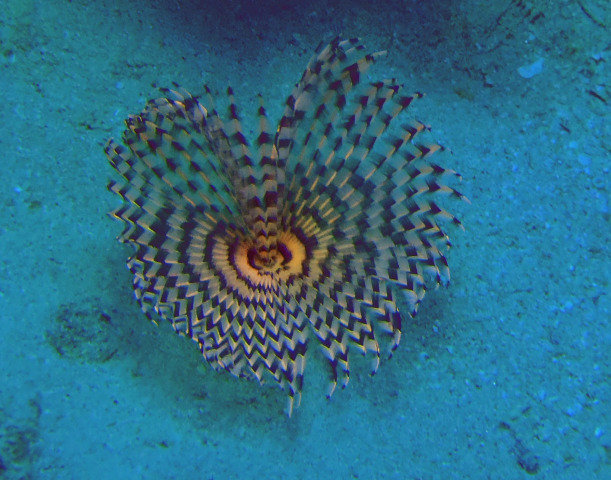 Lagona Divers-Dahab - Dive Center in Egypt