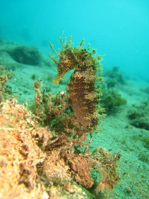 Kenna Eco Diving - Dive Center in Spain