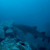 Picture taken during the dive
