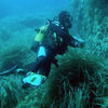 Picture taken during the dive