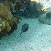 Picture taken during the dive