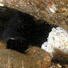 Picture taken during the dive