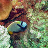 Picture taken during the dive