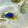 Picture taken during the dive