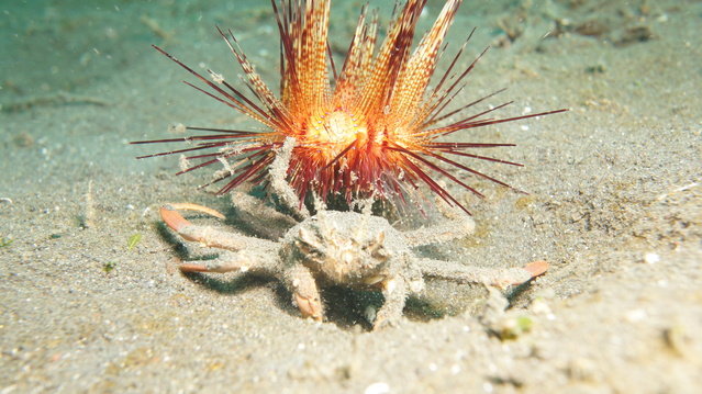 Diving in Indonesia, Lembeh Strait - By Stapler Li