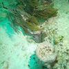 Picture taken during the dive