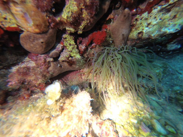 Skualo PortoCristo - Dive Center in Spain