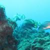 Picture taken during the dive