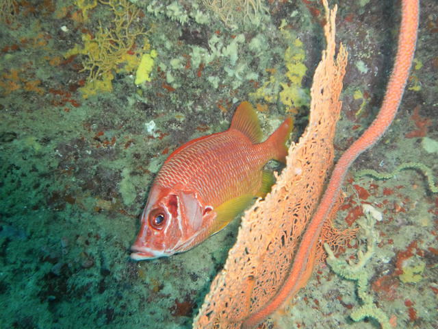 Sea-Xplorer - Dive Center in Maldives