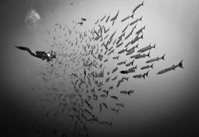 Diving in Palau, Peleliu Island  - By Silvio Scaglia