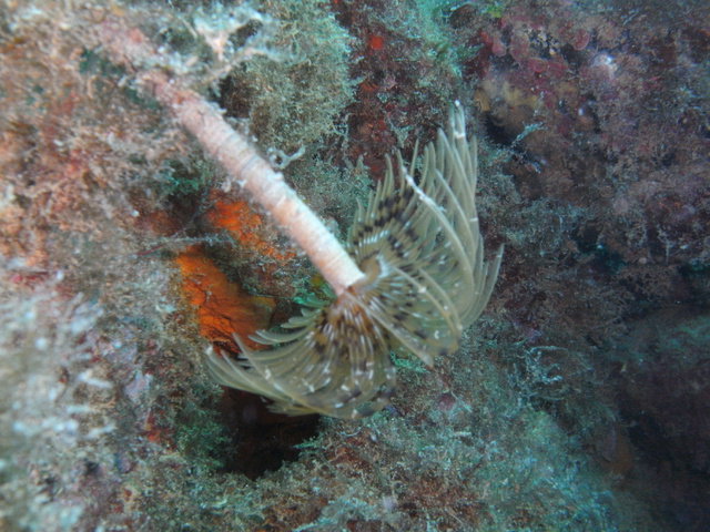 JerbaSub - Dive Center in Tunisia