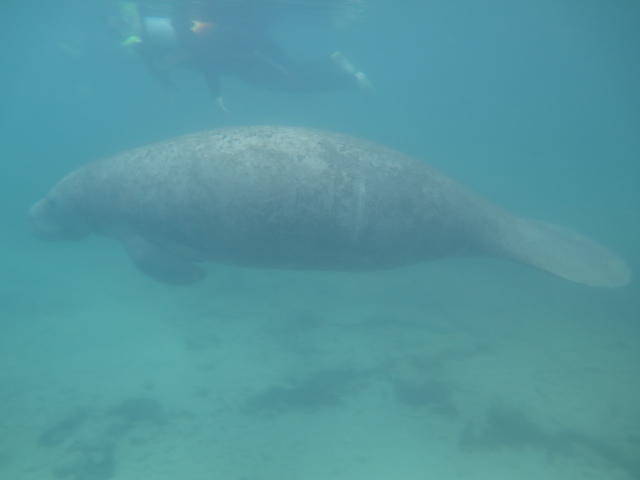 Bird's Underwater - Dive Center in United States