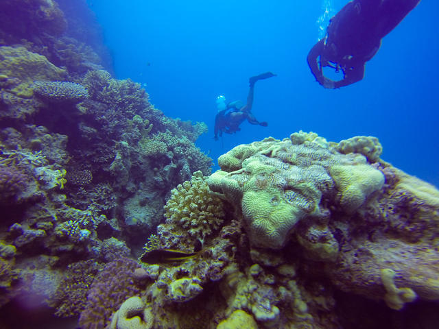 Professional Diving Leadership - Dive Center in Egypt