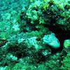 Picture taken during the dive