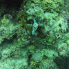 Picture taken during the dive