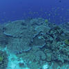 Picture taken during the dive