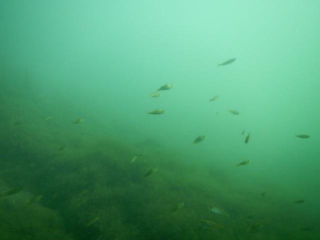 Tauchsport Lorenc - Dive Center in Austria