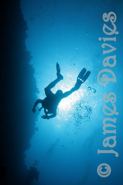 Taveuni Dive - Dive Center