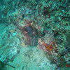Picture taken during the dive
