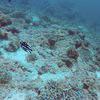 Picture taken during the dive