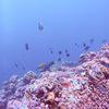 Picture taken during the dive