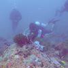 Picture taken during the dive