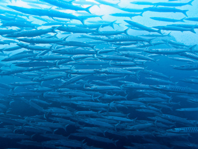 Asia Divers-EBO - Dive Center in Thailand