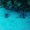 Picture taken during the dive