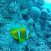 Picture taken during the dive