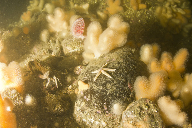 Cormeton Dive Support - Dive Center