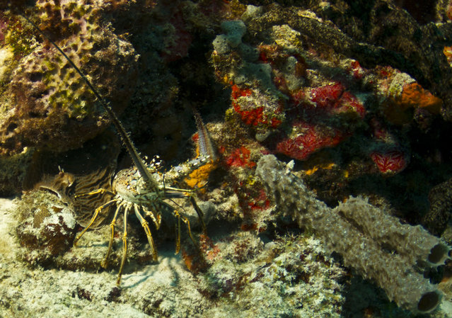 Reef Quest Divers - Dive Center in Mexico