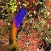 Picture taken during the dive
