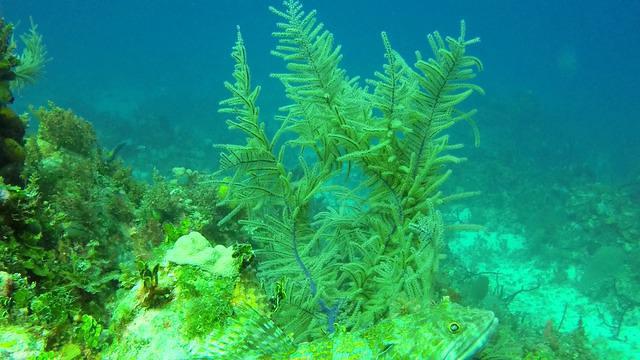 Couples Swept Away Resort - Dive Center in Jamaica