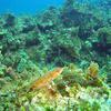 Picture taken during the dive