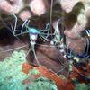 Picture taken during the dive