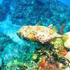 Picture taken during the dive