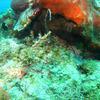 Picture taken during the dive