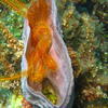 Picture taken during the dive