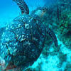 Picture taken during the dive