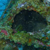 Picture taken during the dive