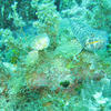 Picture taken during the dive