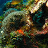 Picture taken during the dive