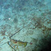 Picture taken during the dive