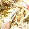 Picture taken during the dive