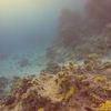 Picture taken during the dive