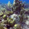 Picture taken during the dive