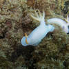Picture taken during the dive