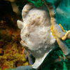 Picture taken during the dive