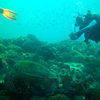 Picture taken during the dive