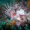 Picture taken during the dive